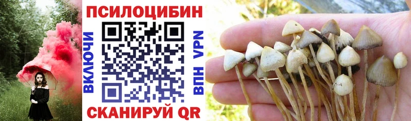 Купить где  Сухой Лог  Псилоцибиновые грибы мицелий 